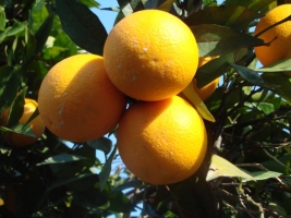 Tangerineira