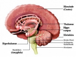 Limbic System