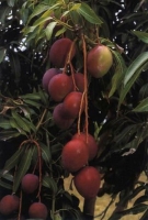 Mangueira